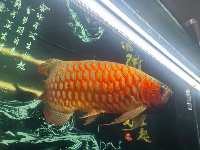 提供幾張龍魚輕微溶鱗的圖片