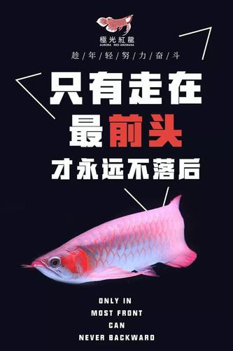 提供幾張龍魚輕微溶鱗的圖片