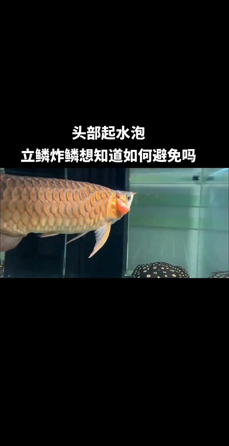 提供幾張龍魚輕微溶鱗的圖片