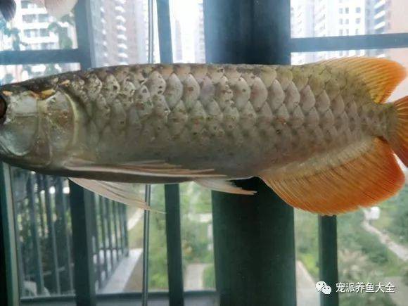 提供幾張龍魚輕微溶鱗的圖片