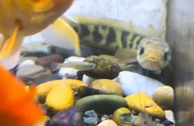 雷龍魚怎樣訓練吃飼料視頻：如何訓練雷龍魚吃飼料