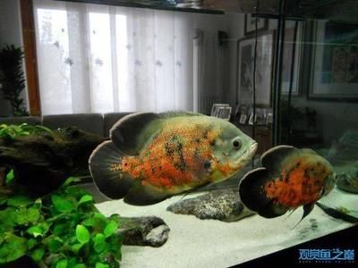 龍魚與鸚鵡魚混養：龍魚與鸚鵡魚混養的日常管理，