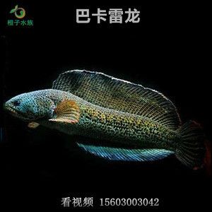 巴卡雷龍多少錢：巴卡雷龍養(yǎng)殖注意事項(xiàng)巴卡雷龍的養(yǎng)殖注意事項(xiàng)