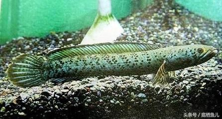 巴卡雷龍多少錢：巴卡雷龍養(yǎng)殖注意事項(xiàng)巴卡雷龍的養(yǎng)殖注意事項(xiàng)