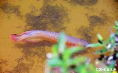 龍魚狀態好,不怎么吃食：龍魚狀態良好不怎么吃食時