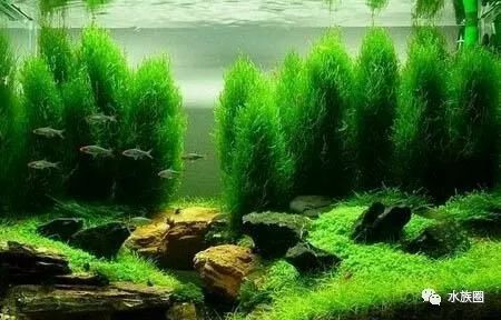 龍魚缸布景的注意事項：龍魚缸布景關鍵步驟和要點關鍵步驟和要點和要點