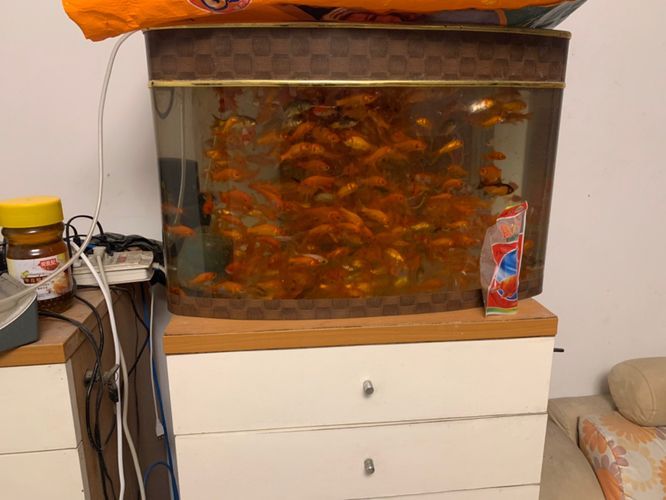 大白龍魚飼料多少錢一噸