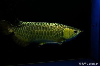 金龍魚特寫（特寫鏡頭下的金龍魚）