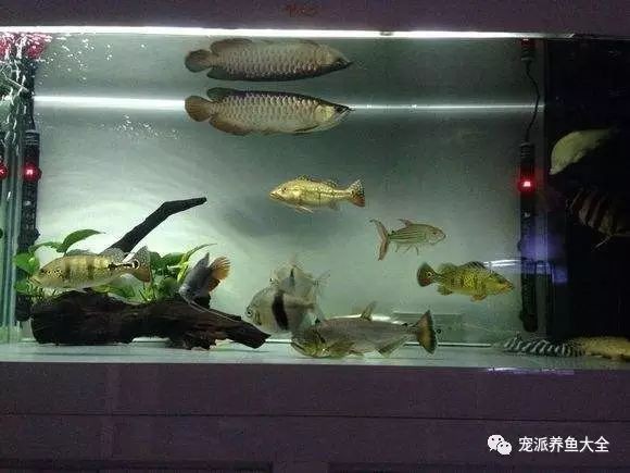 過背金龍魚多久適應新環境