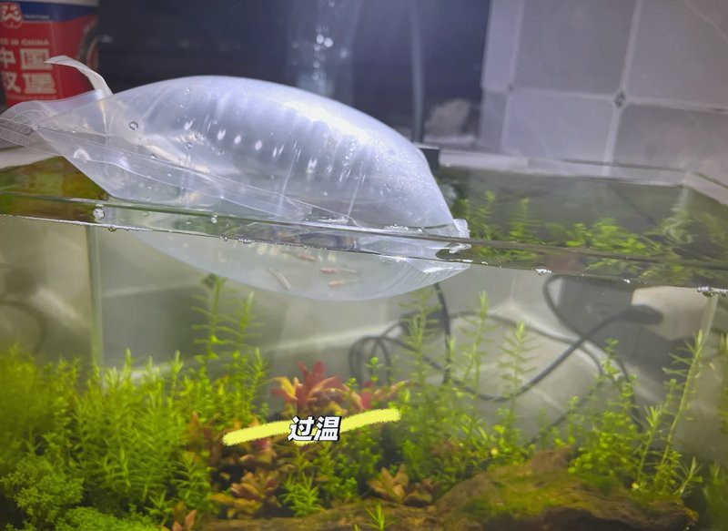 過背金龍魚多久適應新環境