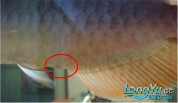 龍魚外寄多久能治愈