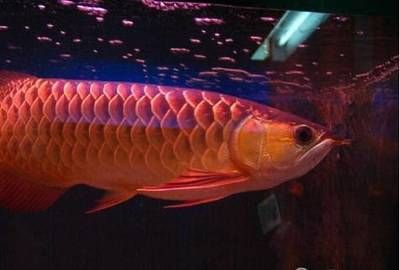 龍魚一天喂什么長的快（龍魚一天喂什么長得快）