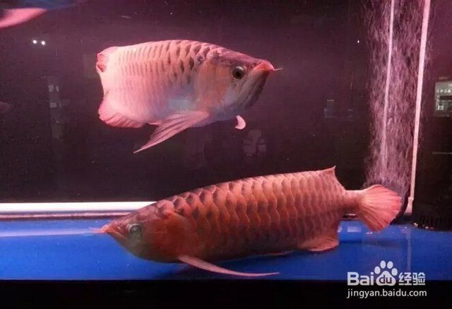 龍魚驚嚇趴缸有什么治療方法：針對龍魚驚嚇趴缸的一些治療方法