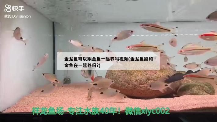 龍魚能和金魚一起養嗎：龍魚可以和金魚混養嗎？