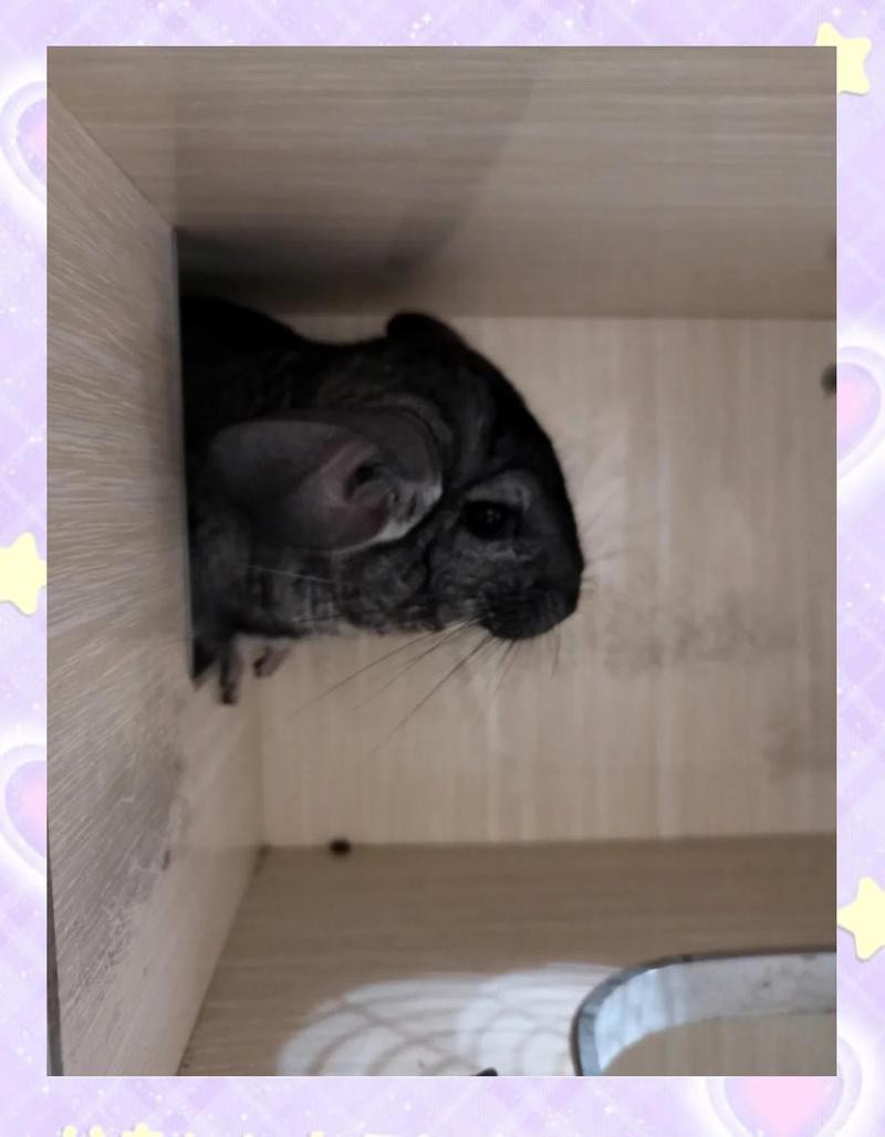 龍貓雙養有哪些注意事項？