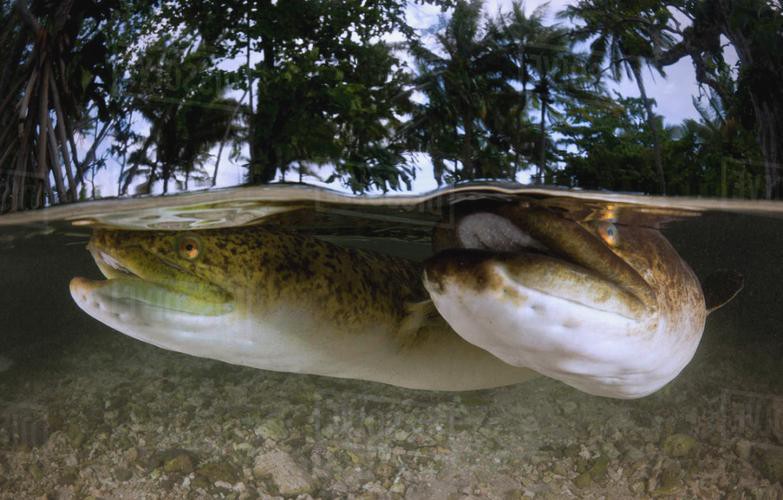 海南野生過山龍魚圖片大全高清