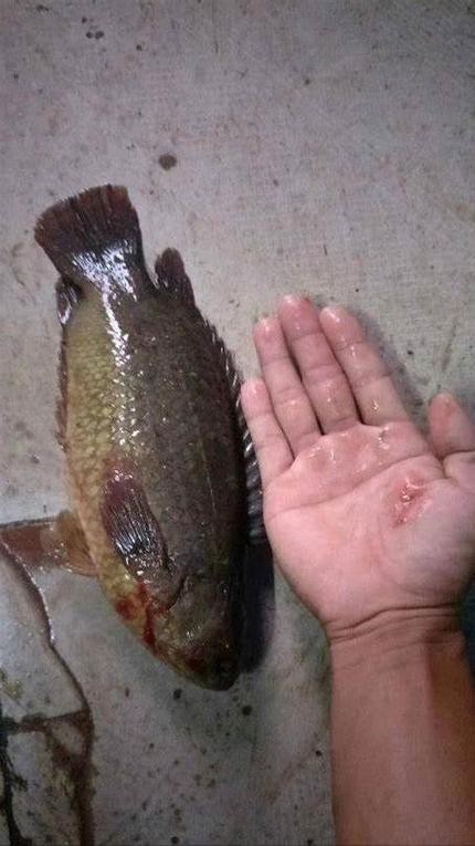 海南野生過山龍魚圖片大全高清