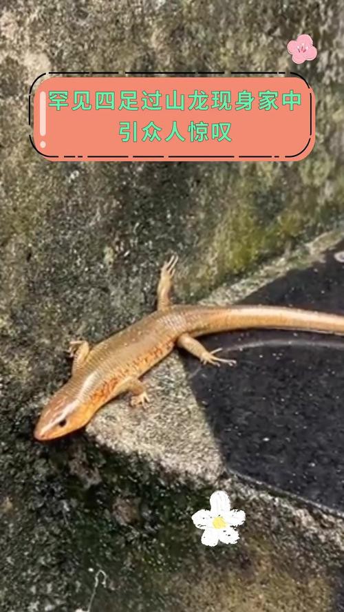 海南野生過山龍魚圖片大全高清
