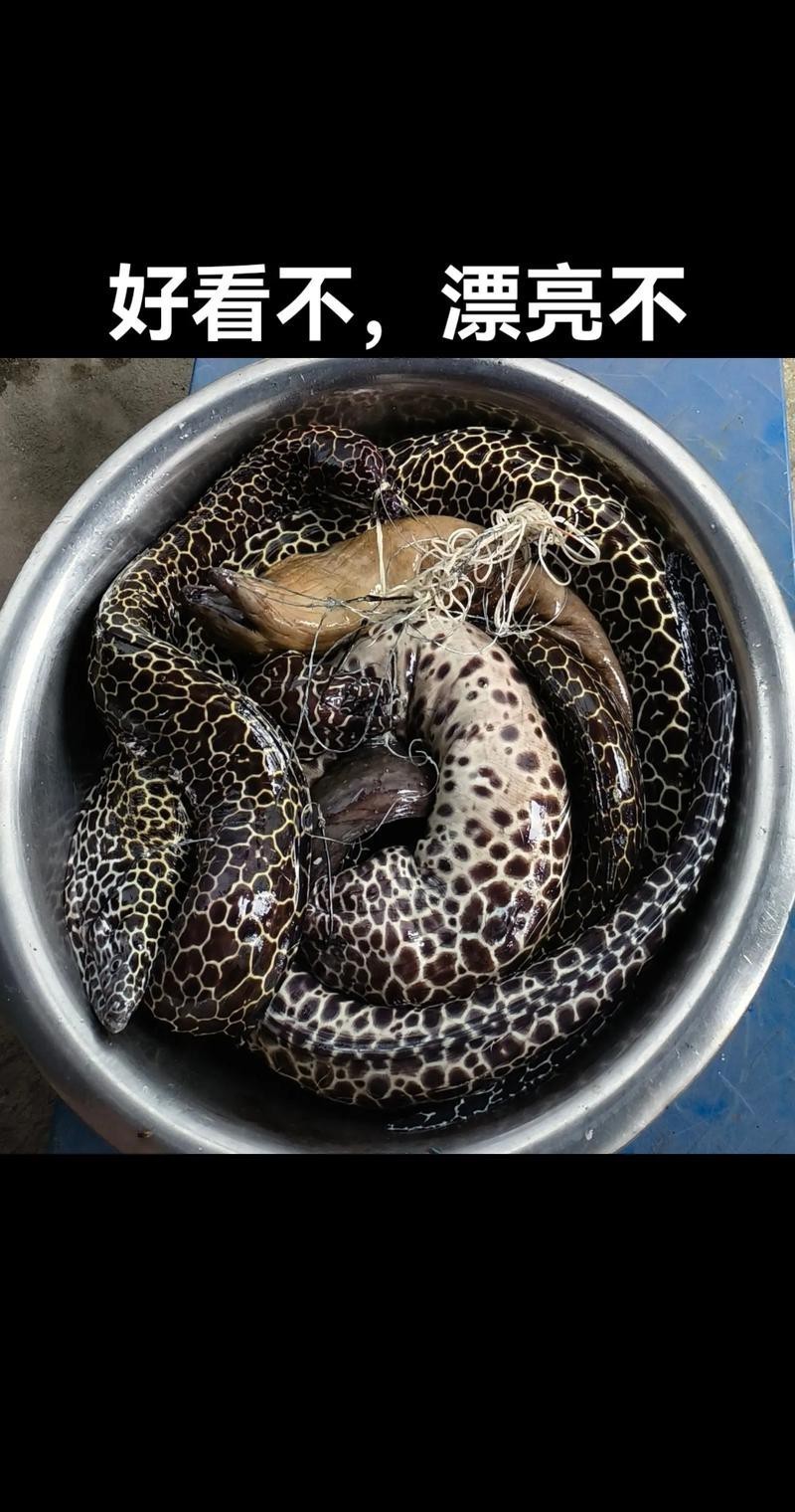 海南野生過山龍魚圖片大全高清