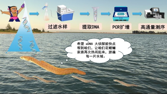 海南野生過山龍魚圖片大全高清