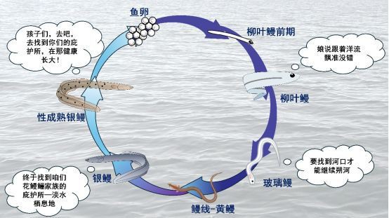 海南野生過山龍魚圖片大全高清