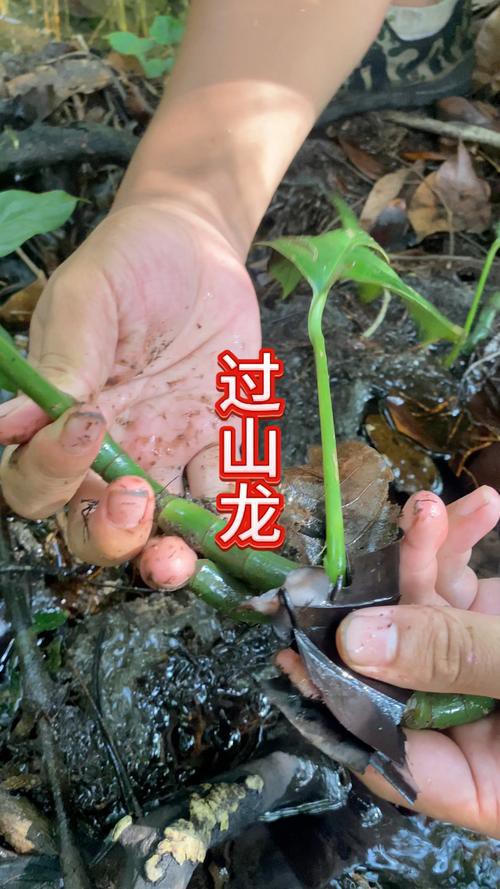 海南野生過山龍魚圖片大全高清