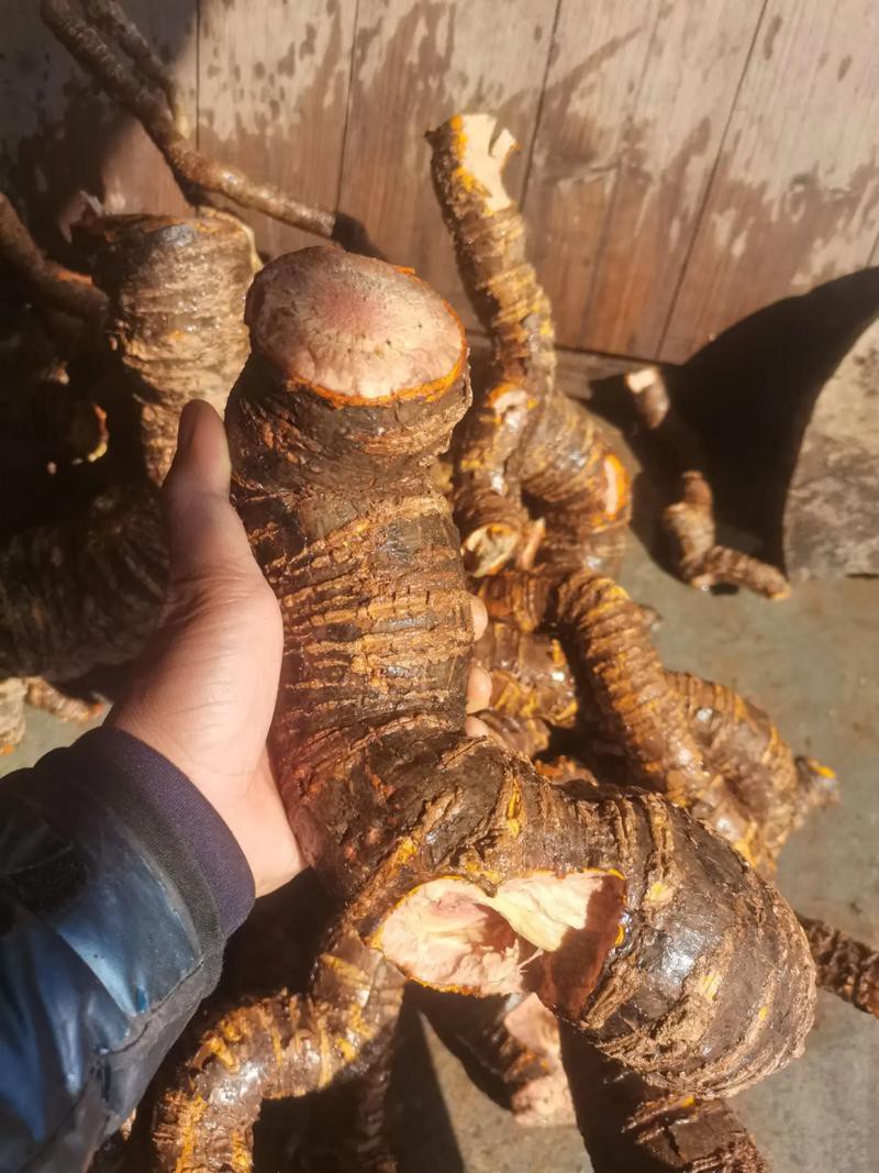 海南野生過山龍魚圖片大全高清