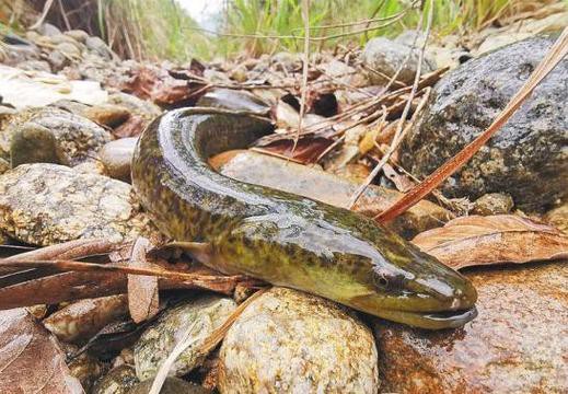 海南野生過山龍魚圖片大全高清