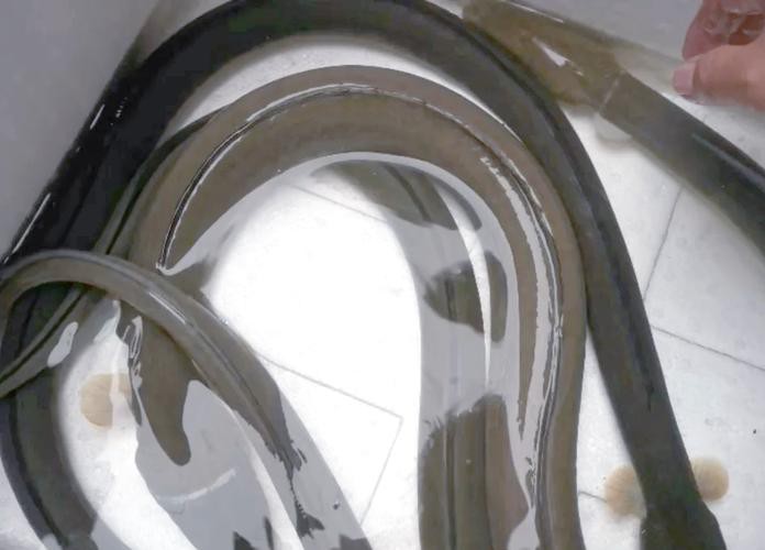 海南野生過山龍魚圖片大全高清