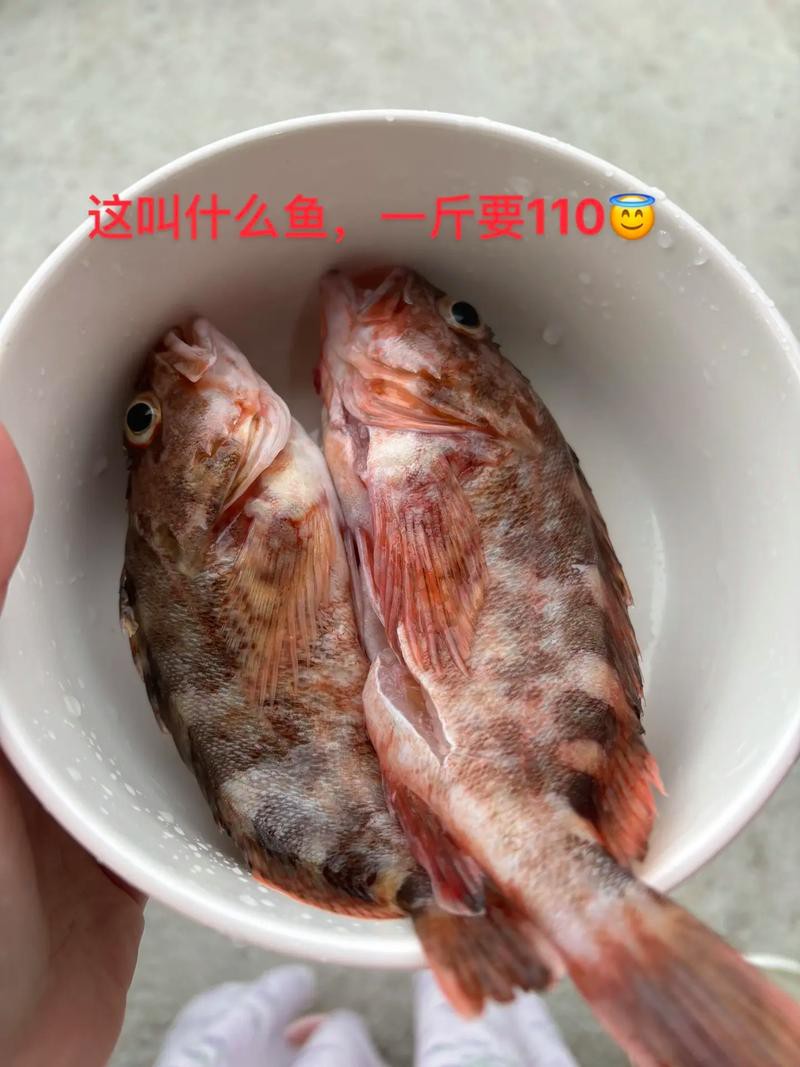 海南野生過山龍魚圖片大全高清