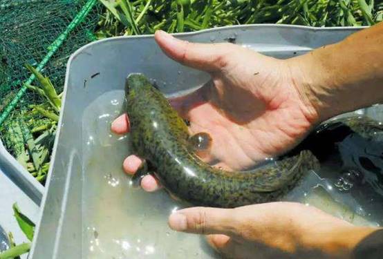 海南野生過山龍魚圖片大全高清