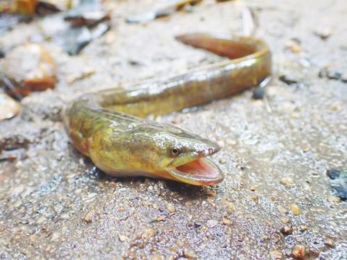 海南野生過山龍魚圖片大全高清