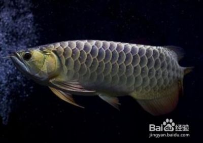 藍(lán)底金龍魚用什么顏色的燈照出來：藍(lán)底金龍魚燈光選擇對(duì)其外觀和健康都有著重要影響