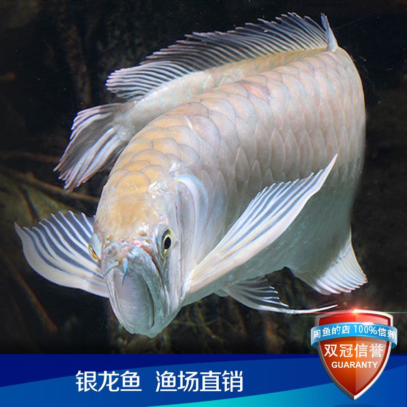 龍魚麻醉劑能把巨骨舌魚暈倒嗎（巨骨舌魚麻醉劑對巨骨舌魚進(jìn)行麻醉時(shí)需要注意以下幾點(diǎn)）