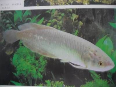 龍魚麻醉劑能把巨骨舌魚暈倒嗎（巨骨舌魚麻醉劑對巨骨舌魚進(jìn)行麻醉時(shí)需要注意以下幾點(diǎn)）