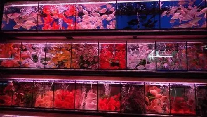 金龍魚需要驅(qū)蟲嗎怎么驅(qū)：金龍魚使用甲硝唑的注意事項