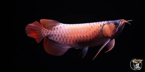 龍魚爛鰭爛尾原因分析：龍魚爛鰭爛尾是一個(gè)常見的疾病，可能由多種因素引起