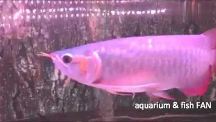 紅龍魚和金龍魚的價錢對比：如何辨別紅龍魚和金龍魚的價格趨勢