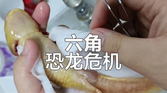 六角恐龍魚跳缸