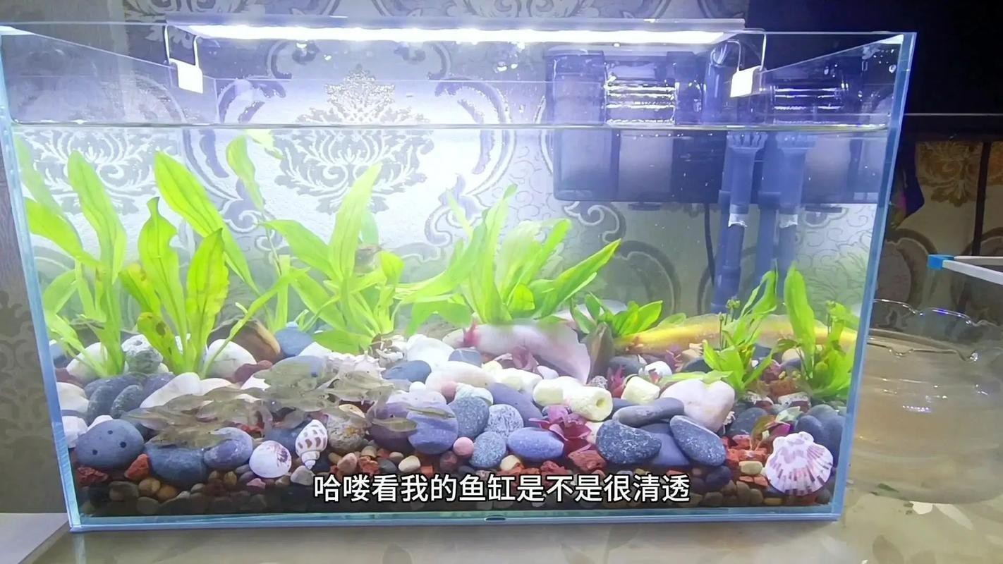 六角恐龍魚跳缸