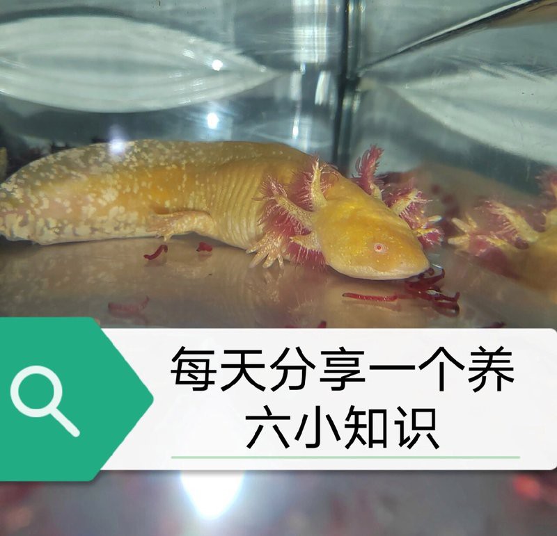 六角恐龍魚跳缸