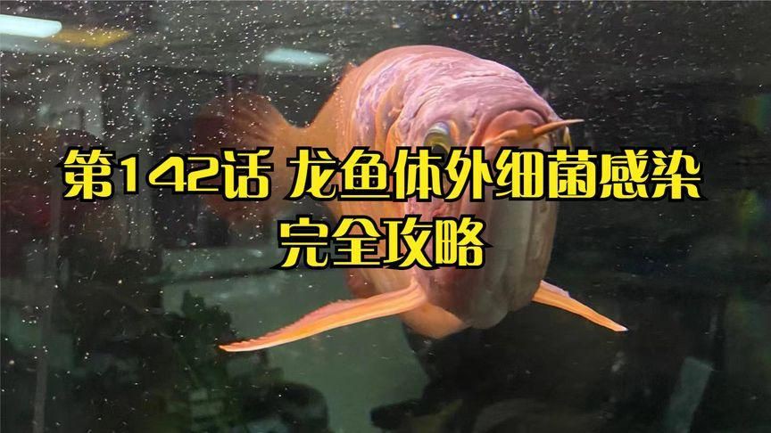 龍魚體外細菌感染的癥狀有哪些？