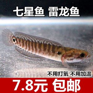 彩虹雷龍是七星魚嗎：彩虹雷龍和七星魚是七星魚嗎彩虹雷龍是七星魚嗎