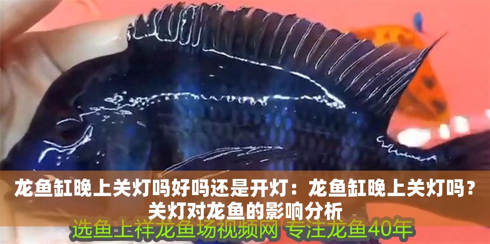 龍魚缸晚上關燈嗎好嗎還是開燈：龍魚缸晚上關燈嗎？關燈對龍魚的影響分析