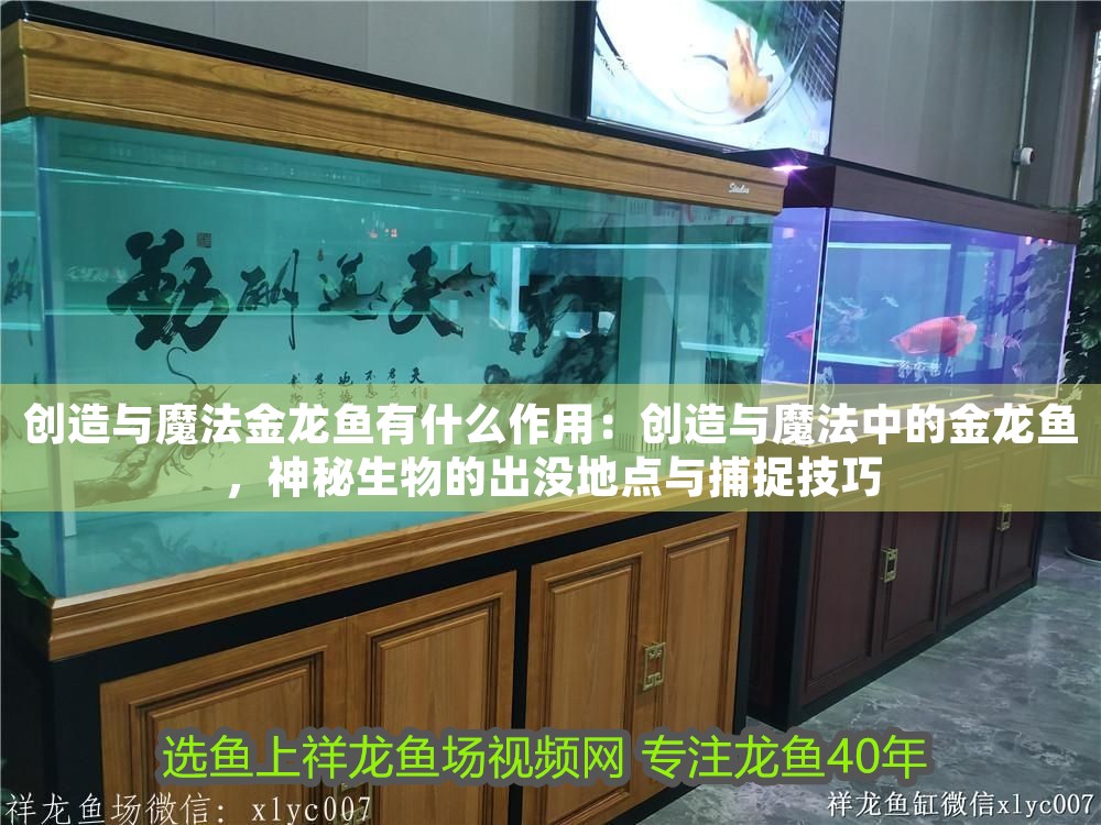 創造與魔法金龍魚有什么作用：創造與魔法中的金龍魚，神秘生物的出沒地點與捕捉技巧