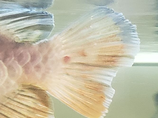 龍魚尾巴充血怎么回事：龍魚尾巴充血可能是由多種因素引起的，龍魚應激反應的緩解方法