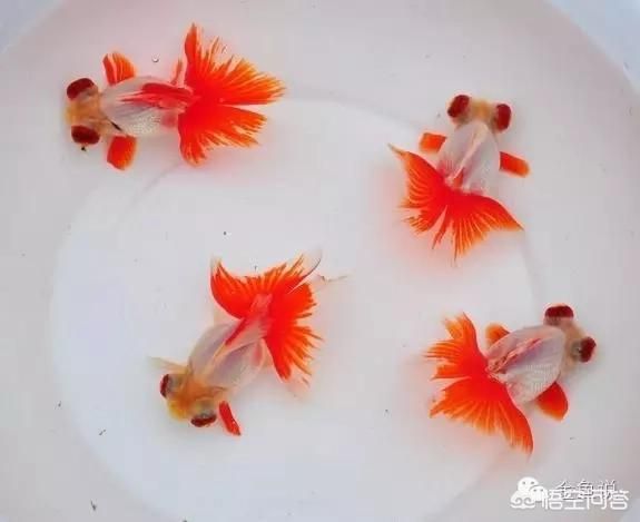 龍魚(yú)鰭上有紅斑（龍魚(yú)鰭上出現(xiàn)紅斑可能由多種因素引起）