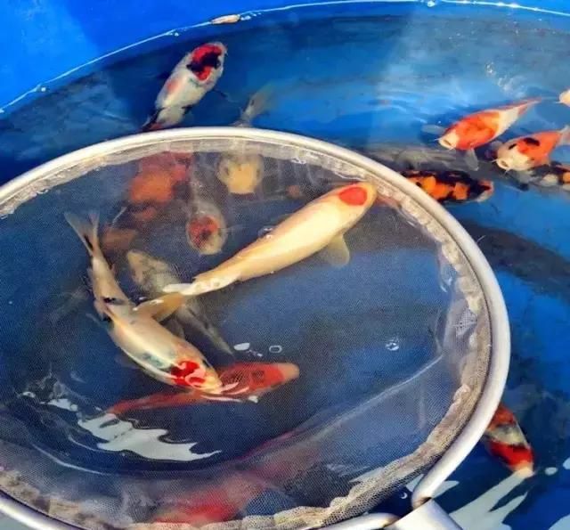 龍魚(yú)鰭上有紅斑（龍魚(yú)鰭上出現(xiàn)紅斑可能由多種因素引起）