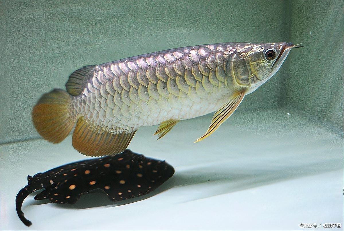 養銀龍魚要多大的魚缸好