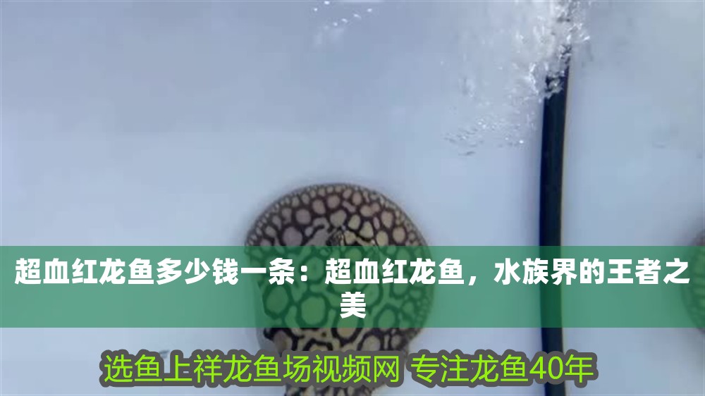 超血紅龍魚多少錢一條：超血紅龍魚，水族界的王者之美